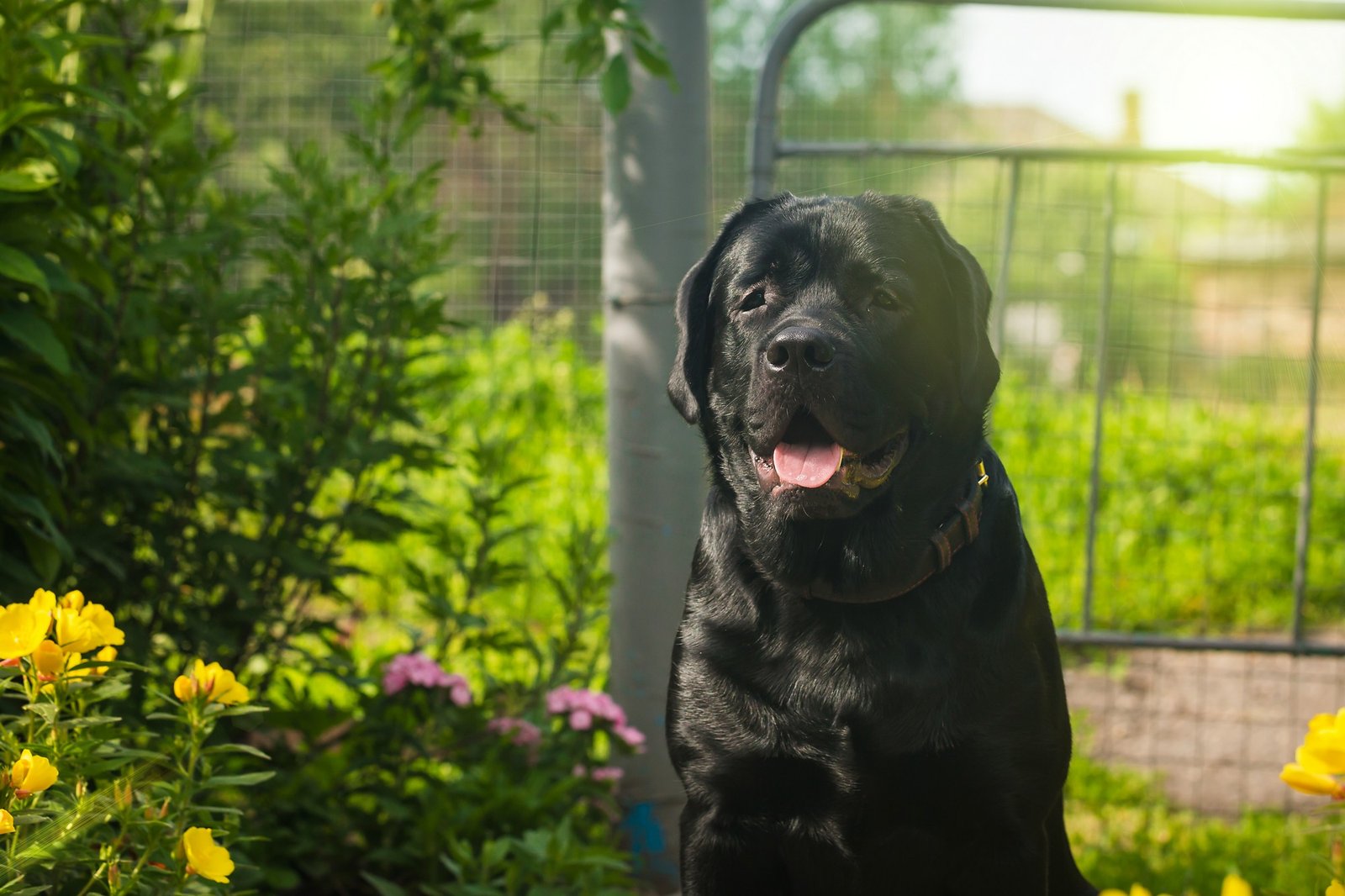 Hund liegt im Garten auf dem Rasen