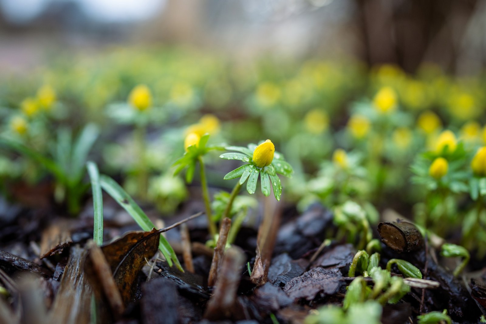 Ameisen im Frühling auf frischer Gartenerde