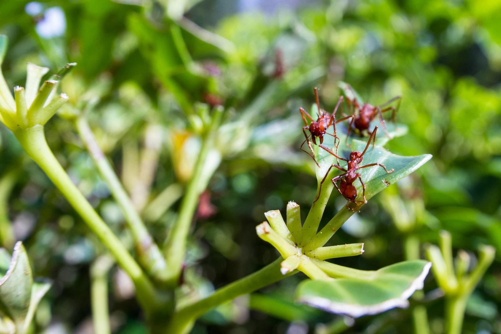Ameisen laufen über Gartenerde