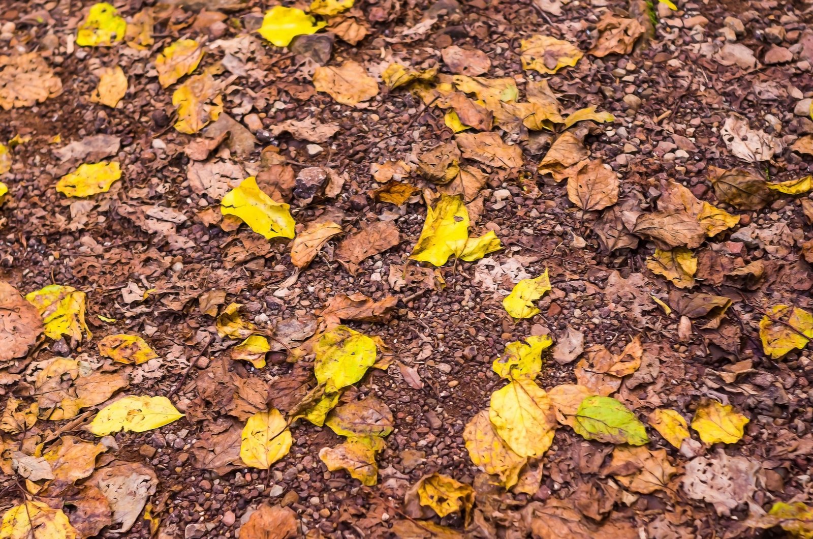 Ameisen im Herbst auf Laubboden