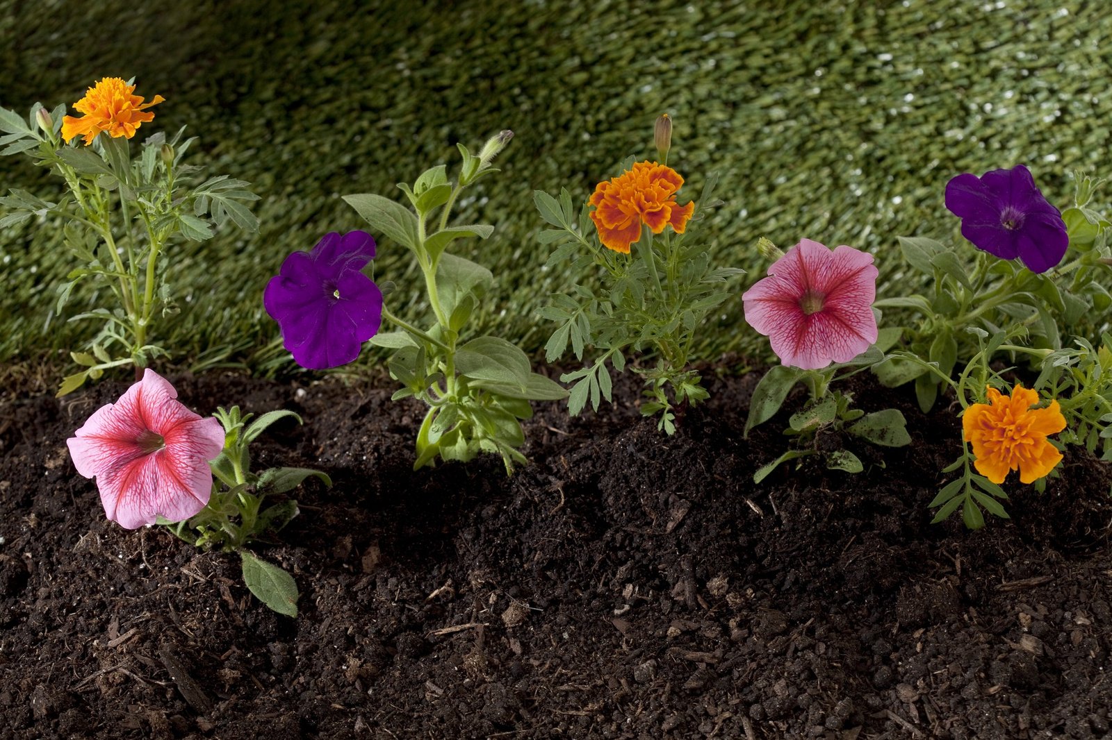 Ameisen im Blumenbeet zwischen Pflanzen