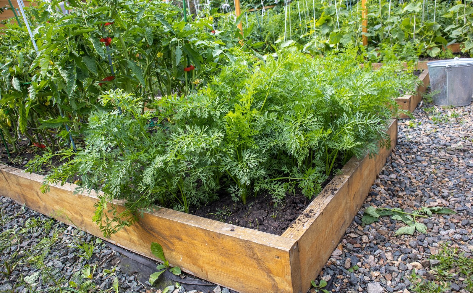 Hochbeet im Garten mit Pflanzen