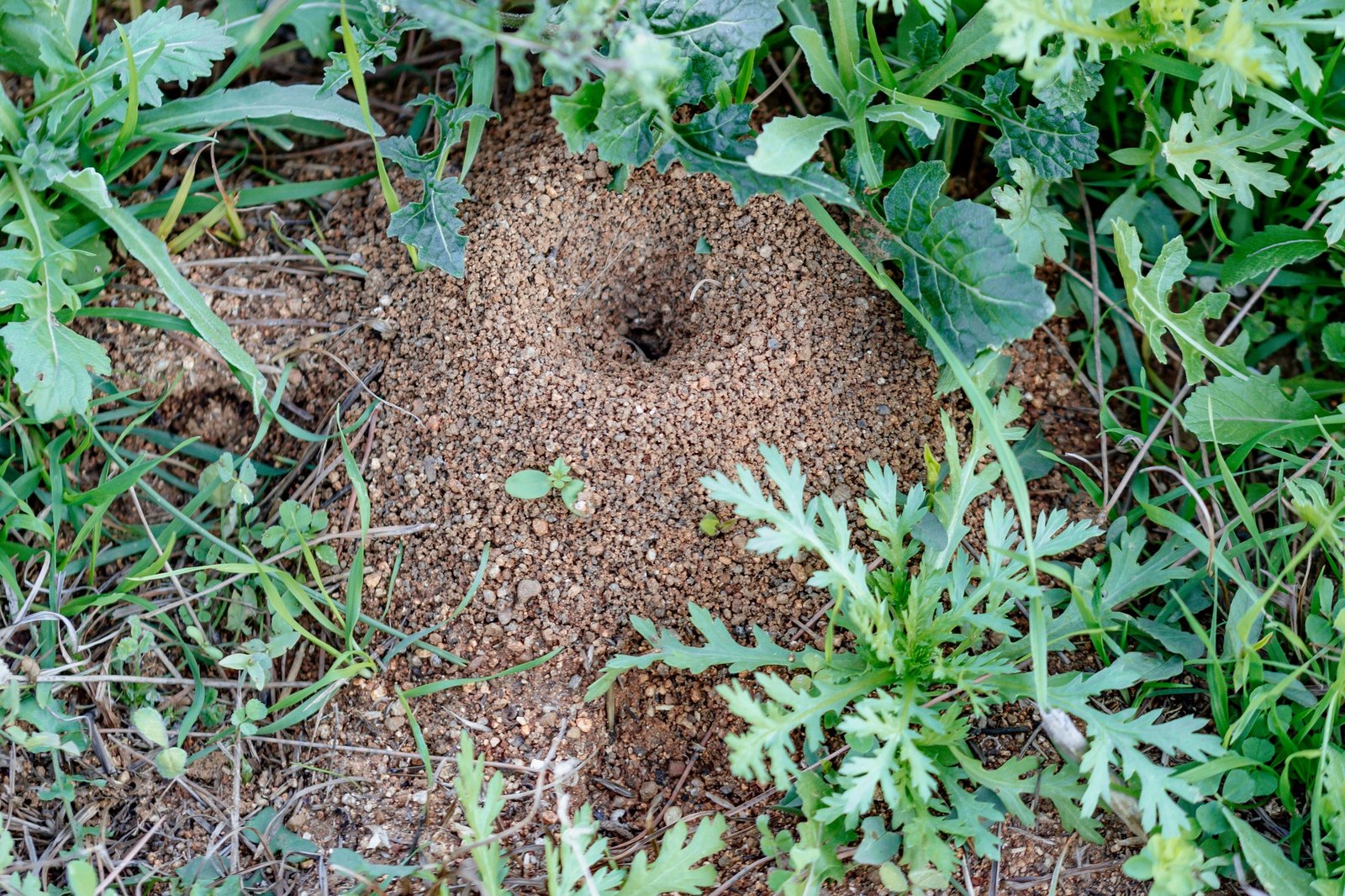 Ameisenhügel im grünen Rasen
