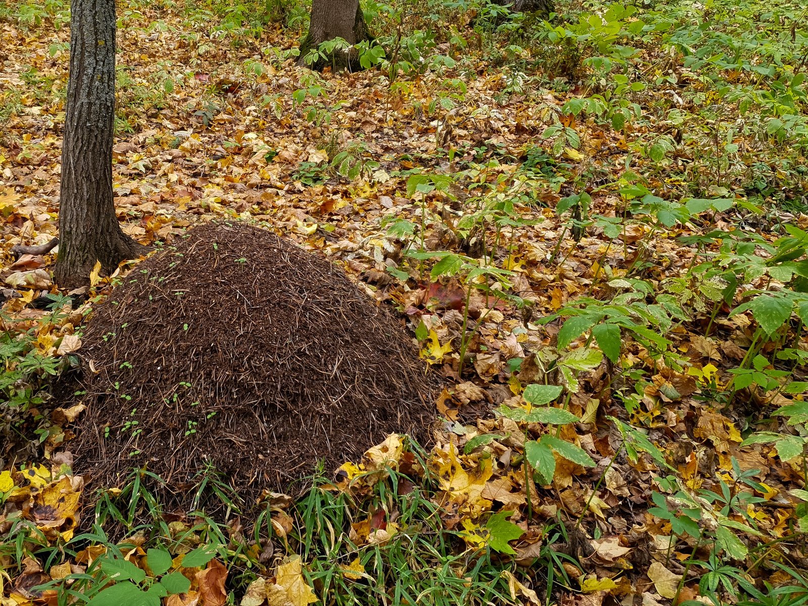 Ameisen bei der Nestarbeit im Gartenboden