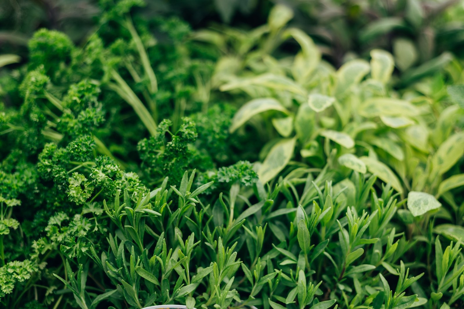 Natürliche Mittel gegen Ameisen im Garten