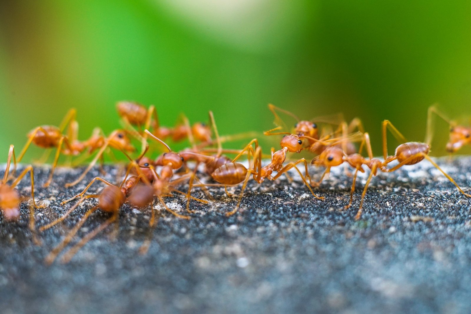 Sehr viele Ameisen auf einem Gartenweg