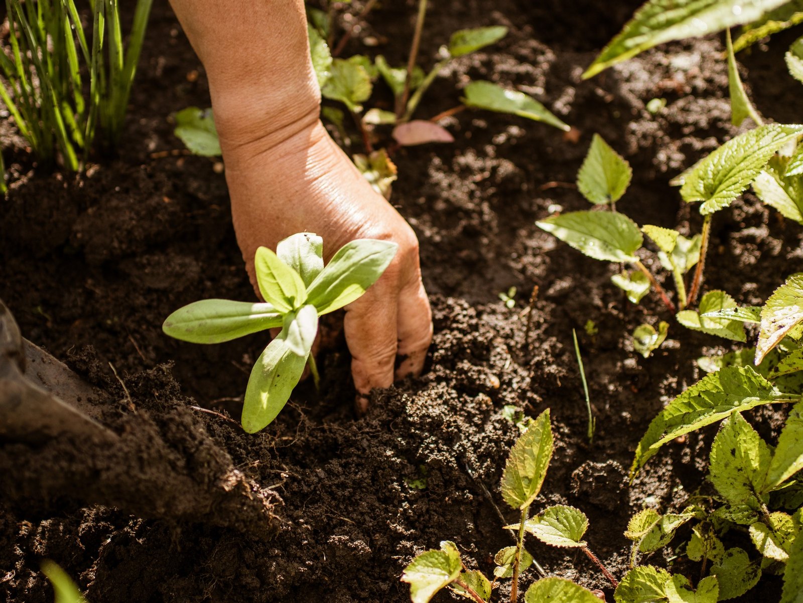 Hand hält feuchte Gartenerde mit Nematoden
