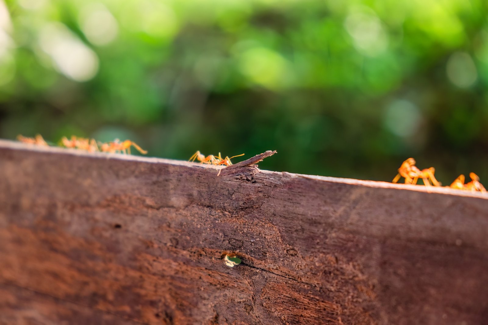Großes Waldameisennest im Garten